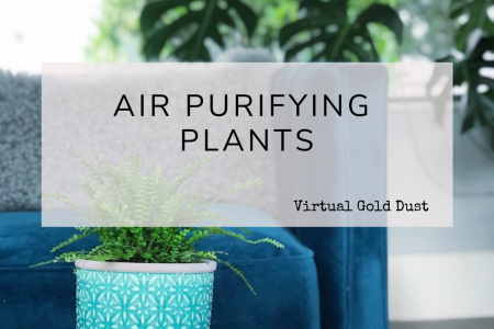 best air purifying plants blog post title image